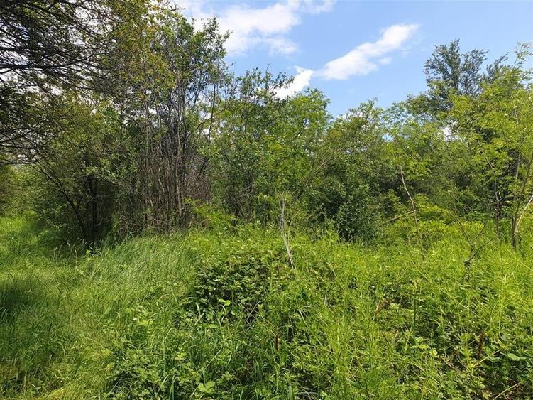 Teren extravilan Episcopia Bihorului - 1