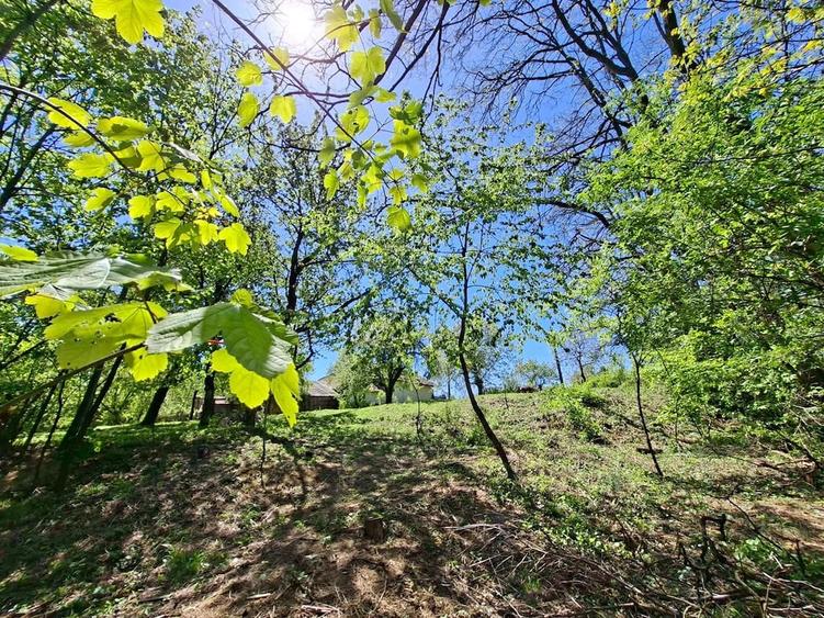 Oaza de lini?te ?i natura pura | Teren de vanzare in Runcu - Dobri?a, Gorj - 6