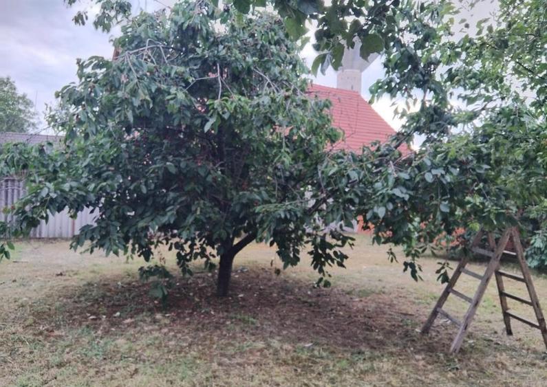 Proprietate cu 2 cladiri in Chisineu Cris - ID : RH-41243-property - 1