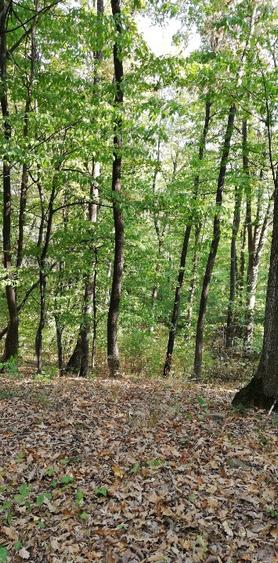 Vând pădure tânără în Vărsătura, com. Jaristea =5900 mp - 2