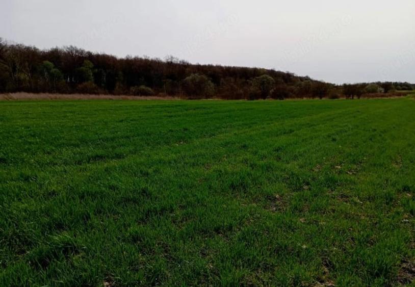 Teren arabil extravilan 10.000 mp (1 Ha) Umbrare?ti, Gala?i (Acte la zi) - 2