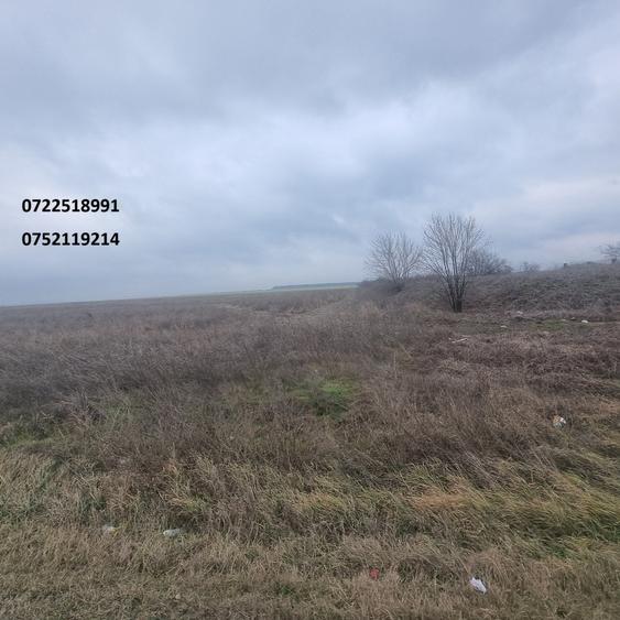 Teren cu potential, 90000 mp, DN2, Afumati, Sindrilita, 18 e/mp - 4