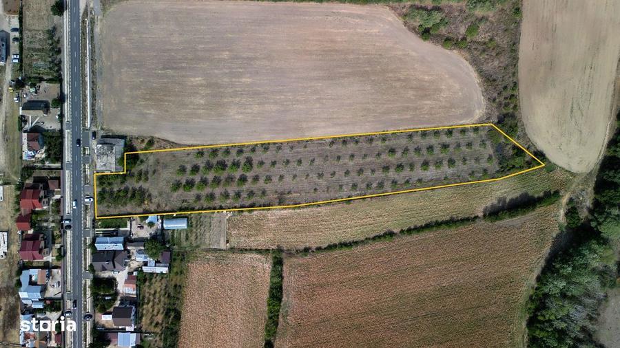 Vanzare teren 9654 mp, deschidere 27m, comuna Dobra, sat Dobra - 3