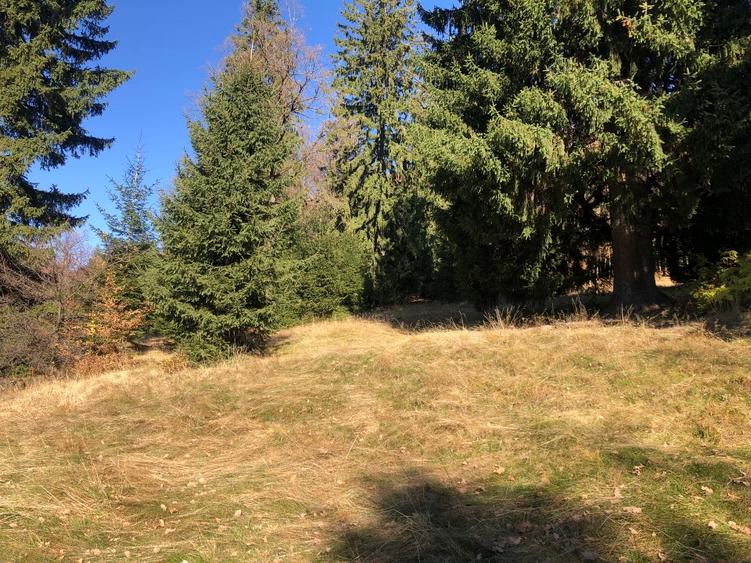 De vanzare  4900 mp teren extravilan Poiana Brasov - 7