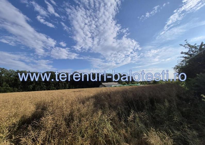 Teren ieftin la liziera padurii Balotesti, 350mp