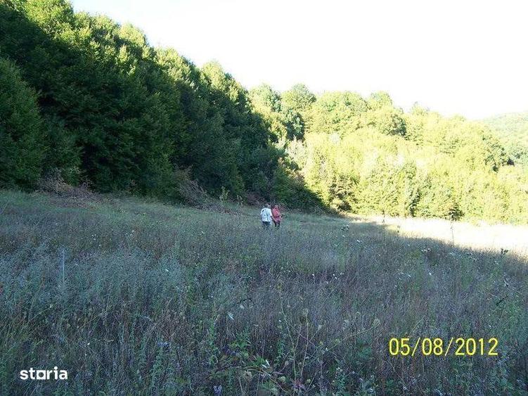 Teren de 6000 mp inconjurat de padure Stefanesti Arges - 2
