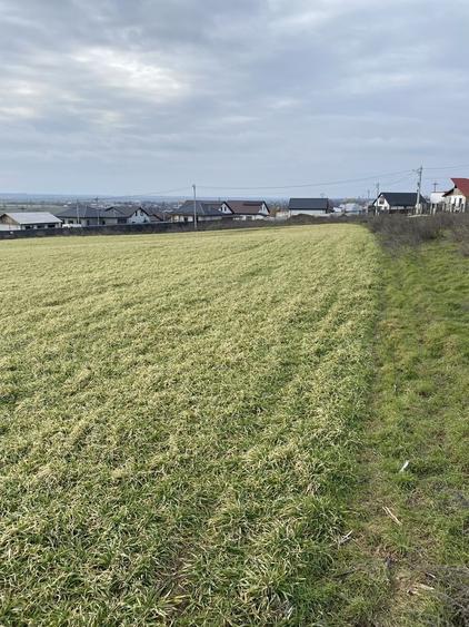 Teren INTRAVILAN Branistea GALATI 5000 m2 - 2