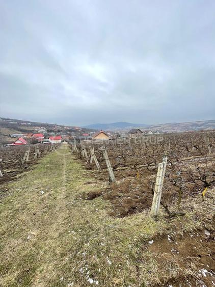 Teren 4.209mp, Chicerea, Comuna Tomești - 4