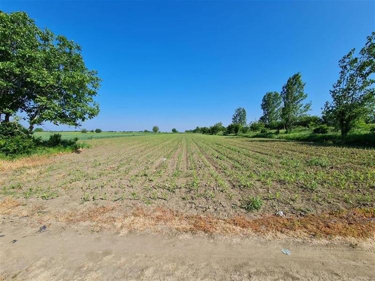 Teren 1500 mp - Comuna 1 Decembrie - Ilfov - 2