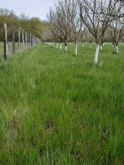 Teren agricol extravilan de 3900 mp, în Lunca Oltului