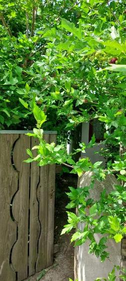 Casa si teren Murighiol - 4