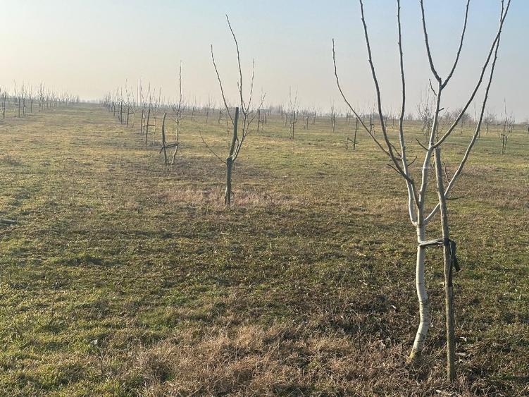 Livadă de nuc: Afacere agricolă cu potențial ridicat – 74,9 ha irigate - 5