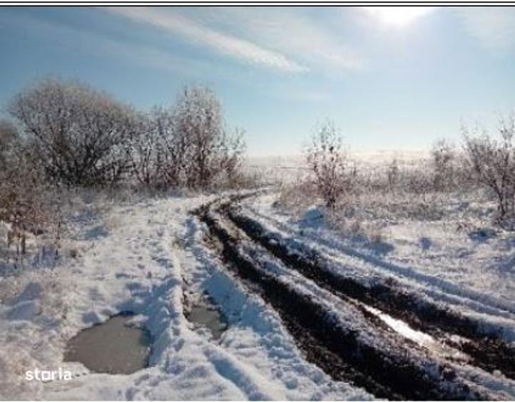 Cota 3/12 Teren extravilan Loc. Fibis, jud. Timis - 3