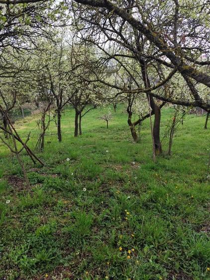 Teren intravilan de vanzare - 3