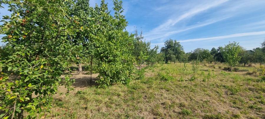 Teren Construcții intravilan de 2000 mp, în Comana