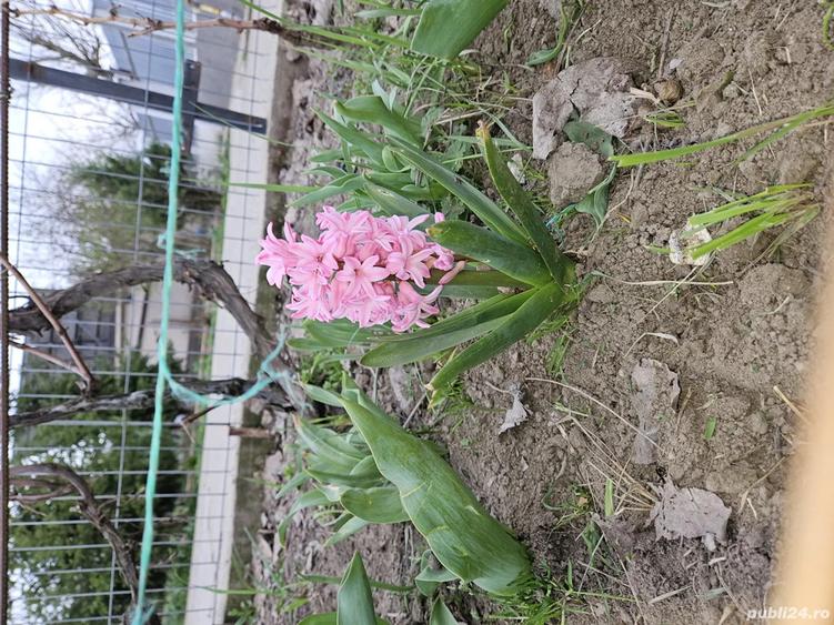 casa de vanzare (schimb cu ap. in Buc.) - 2