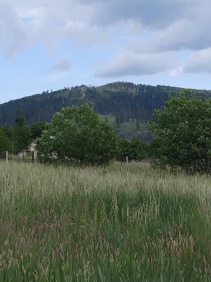 Vând lot pentru casă  sau cabană  - 2