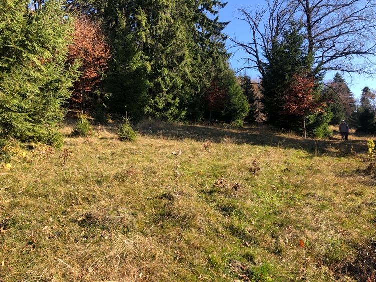 De vanzare  4900 mp teren extravilan Poiana Brasov - 6