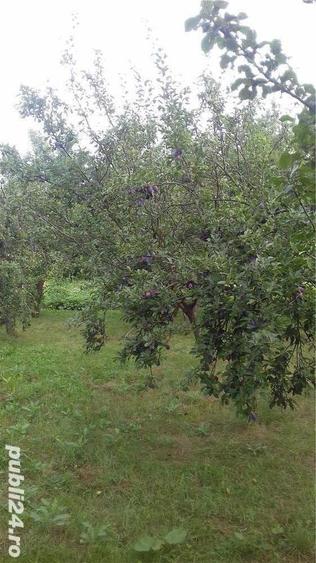 Casa cu teren in suprafata de 6.800m2 - 1