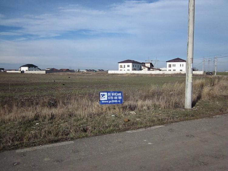 Domnesti-Crengutei-Narciselor - 10