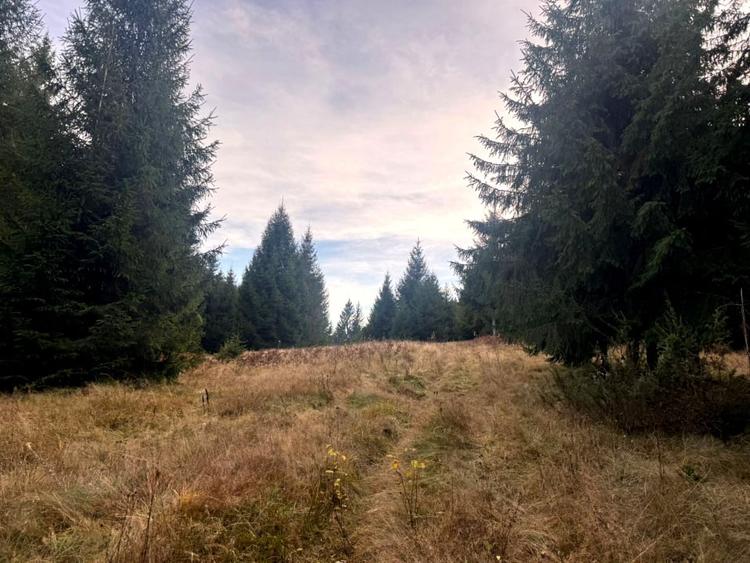 Vanzare 5,3 ha pasune deasupra Voronetului Suceava - Proiect Turistic - 11