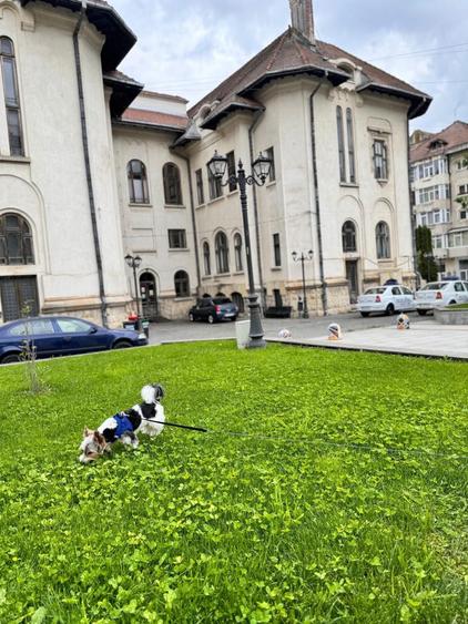 Apartament 3 Camere - 3