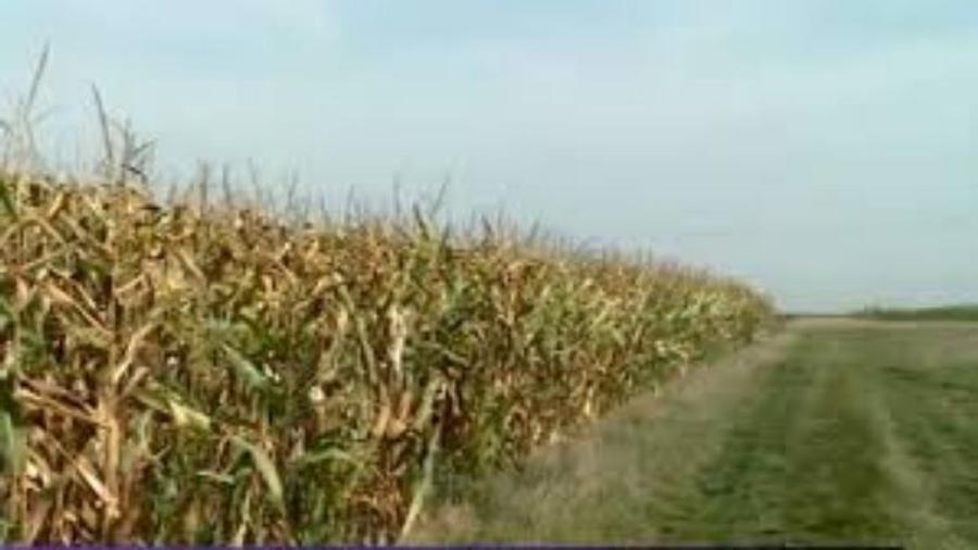 2,5 hectare teren agricol in comuna Vulpeni din judetul  Olt - 1