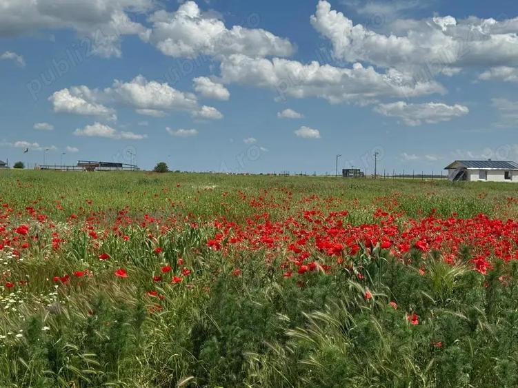 Vanzare Teren intravilan 500mp Cernica Balaceanca Ilfov - 4