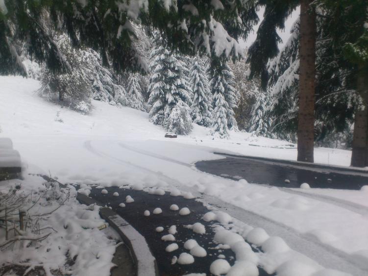 "Oază montană la Pârâul Rece – pensiune complet funcțională, în inima pădurii. - 10