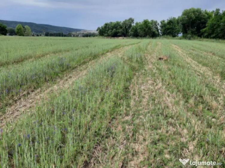 Teren extravilan de vanzare, 4900 mp, Bolde?ti Scaieni - 7