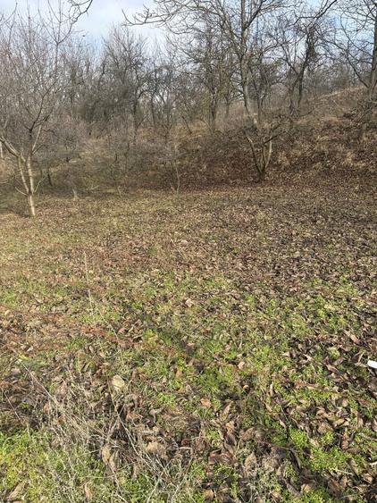 Teren de casa, livada si padure - 4