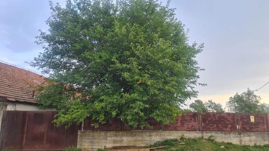 Inchiriez / Vand imobil cu destinatie: productie sau ferma - 3