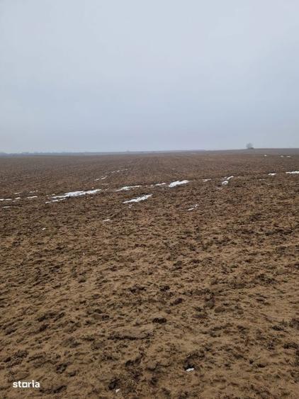 Teren de vanzare 2.500 mp Malu Mare - 1