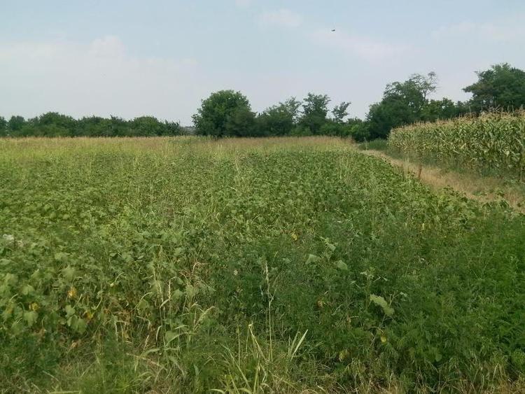 Teren de 1500 mp, în Petrăchioaia