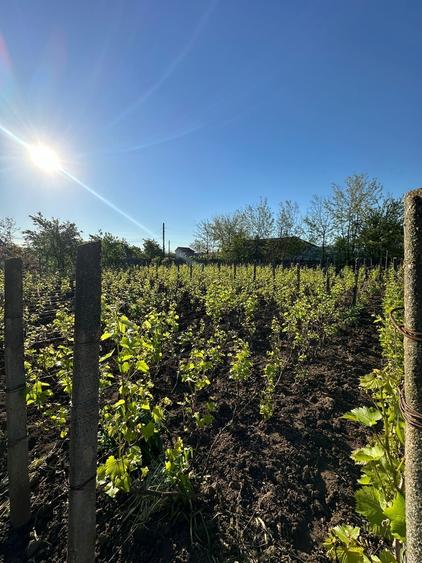 Baneasa, Giurgiu - 2