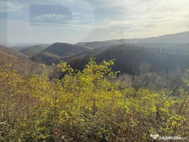 Teren extravilan impadurit, 20424 mp ideal pentru investitie - 4