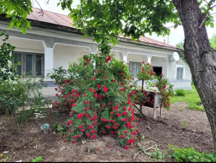 Cernica, Tanganu - 2