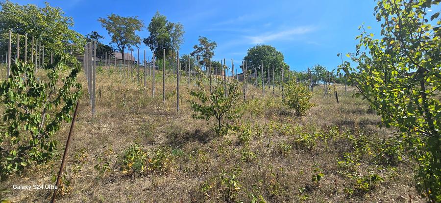 Teren intravilan in Manolesti Deal - 1