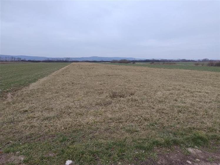 Teren Construcții intravilan de 6590 mp, în Oșorhei