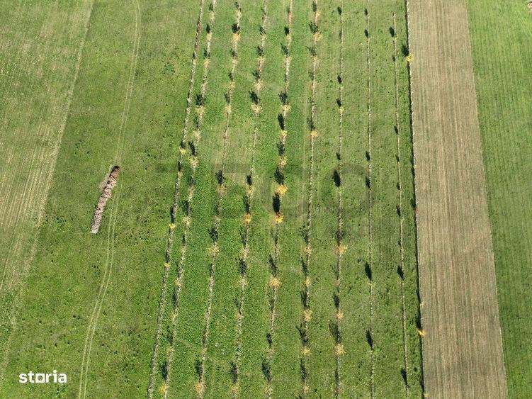 RECO, Teren cu livada de nuci, Zona Auseu, Bihor - 10