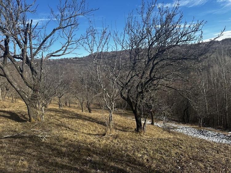 Teren de vanzare comuna Mioarele, sat Matau - 6