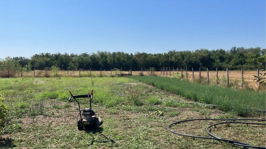 Teren 6.150 mp intravilan Gradistea, Ilfov - 4