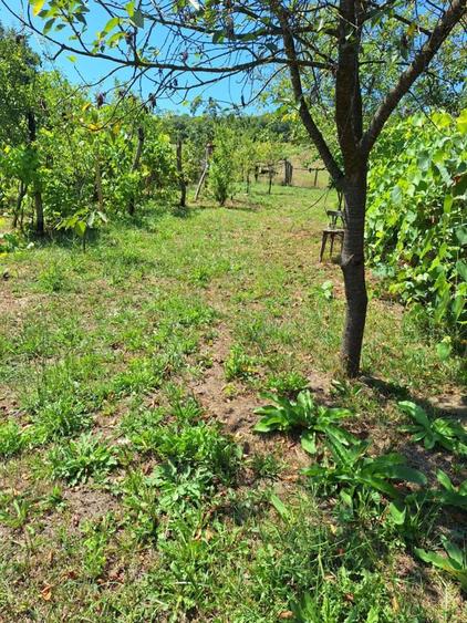 Casa de vanzare cu teren in Cinta - 2