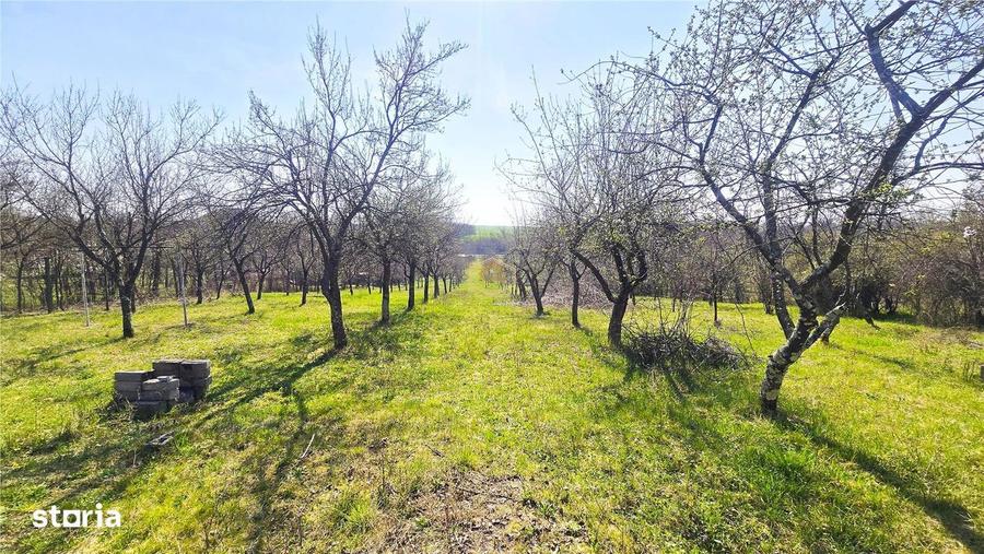 Casa cu 2 camere si livada | Teren 4.395 mp cu alee printre 70 de pomi - 10