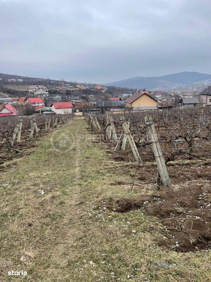 Teren intravilan 2.617mp, Chicerea, comuna Tome?ti - 2
