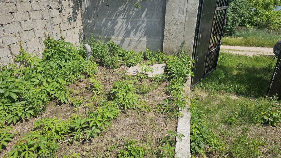 Vand teren In Comuna petrechioaia , sat surlari - 6