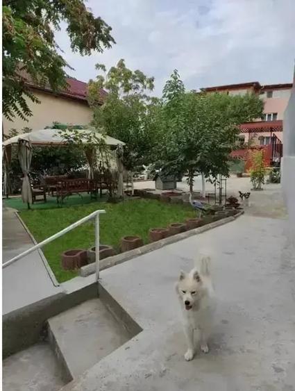 Casa individuala, gradina,  piscina, foisor, locuri de parcare - 16