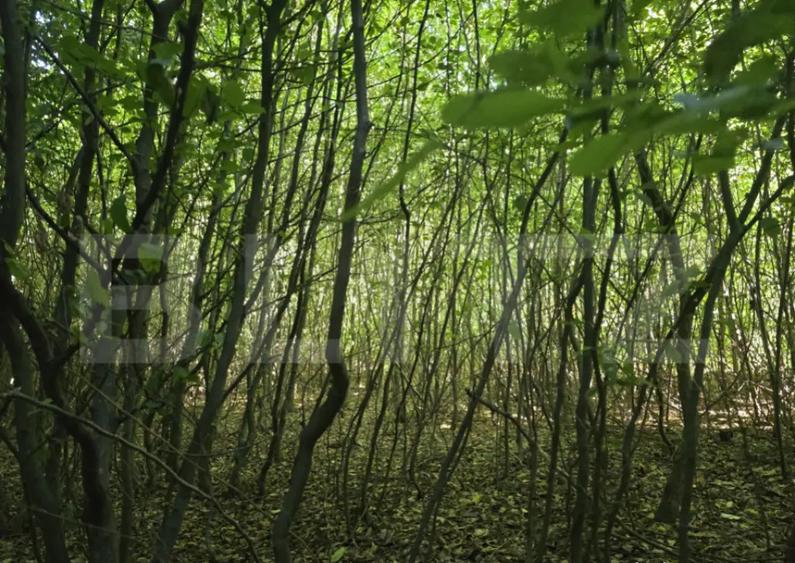 Teren la liziera padurii Faget - 1