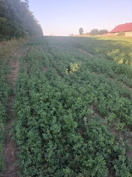 Vand teren intravilan in curtesti - 2