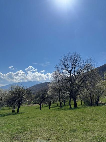 Teren in Bran Predelut la poale de munte intravilan - 8